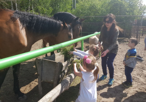Dzieci karmią konie zebraną przez siebie trawą.
