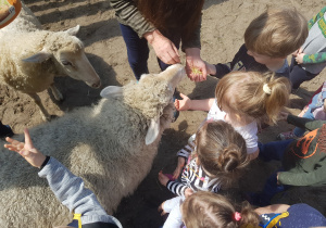 Przedszkolaki karmią owce ziarnem.
