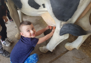 Chłopiec próbuje doić krowę.