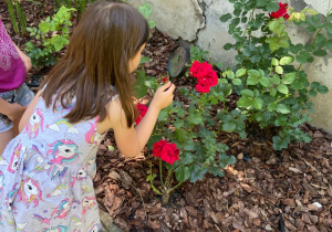 Dziewczynka szuka owadów na płatkach kwiatów.