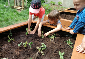 Dzieci zakopują w ziemi sadzonki truskawek.