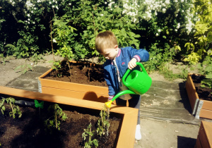 Chłopiec podewa krzaczki pomidorków.