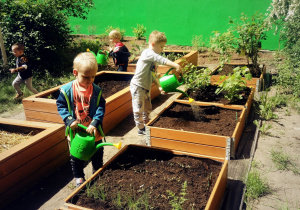Dzieci podlewają posiane nasiona warzyw.