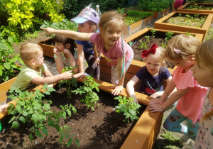 Dzieci przy pomidorach rozamwiają o krzewach jeżyn oblepionych owocami.