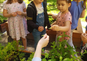 Dziewczynki dostają odpani liście sałaty.