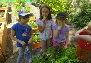 Dziewczynki jedzą sałatę.