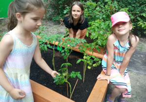 Dziewczynki zachwycają się pomidorkami.