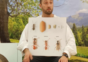 Na plakacie widać są różnego rodzaju mrówki