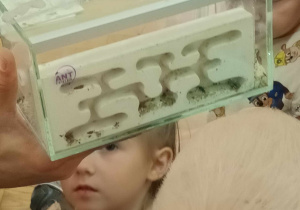 Dzieci oglądają mrówki